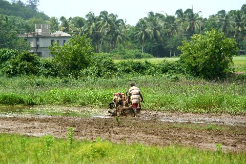 Agricultural Plantations in Goa - Download Goa Photos